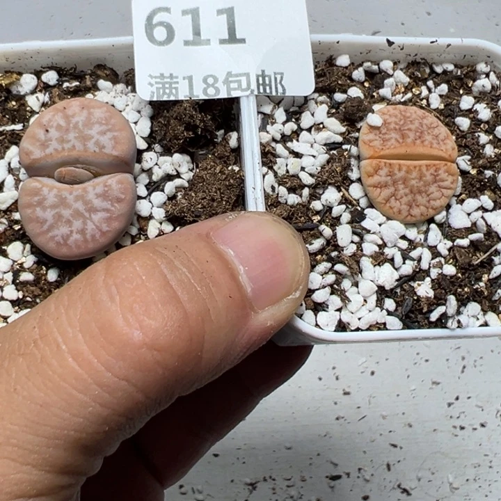 【闪购商品】曦 611。