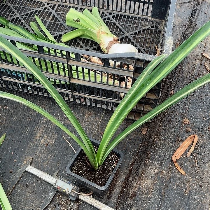 无花朵九月玫瑰线原盆原土