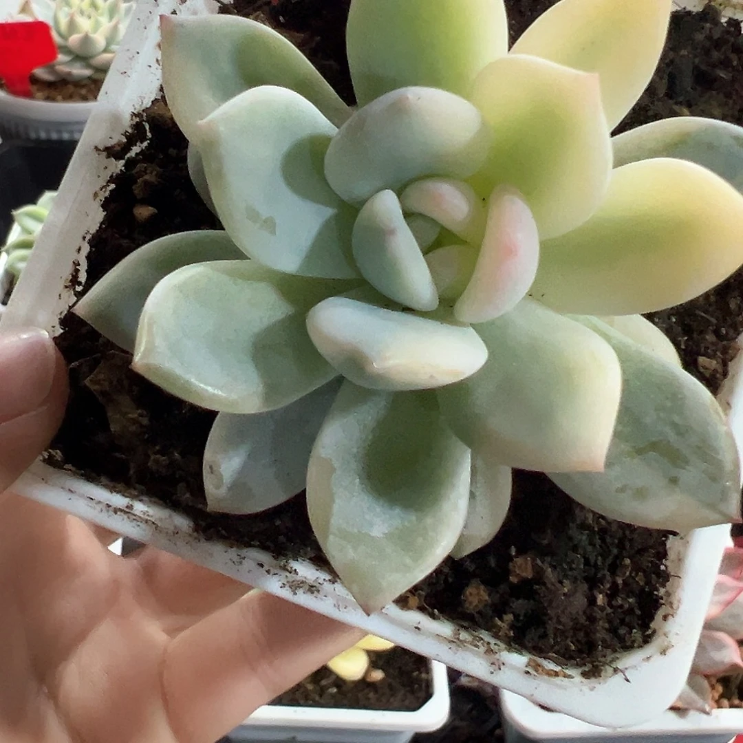 59号橙梦露锦多肉植物