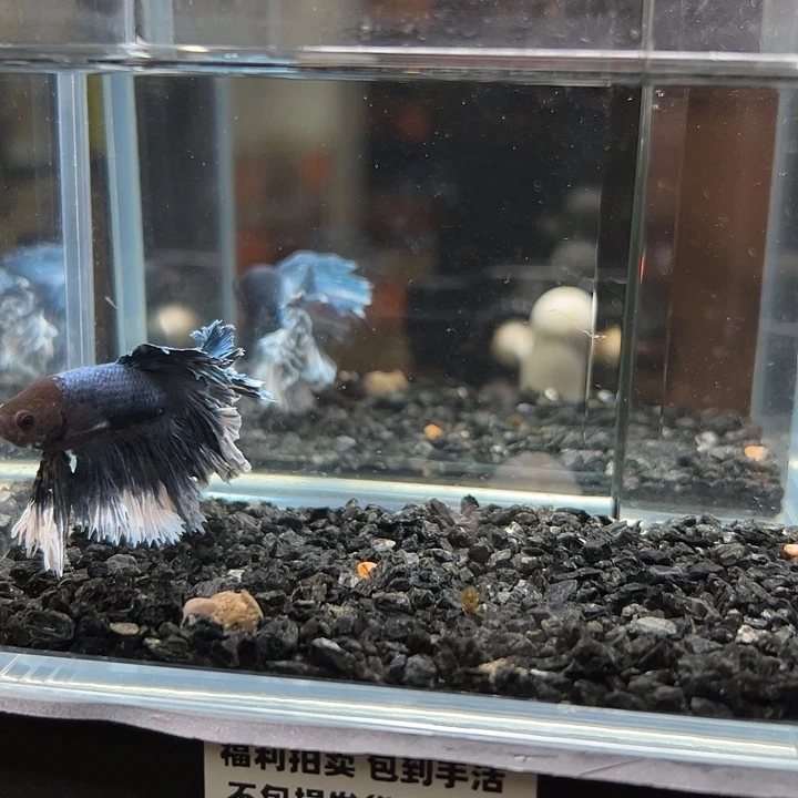 斗鱼竞拍跑单拉黑12日104