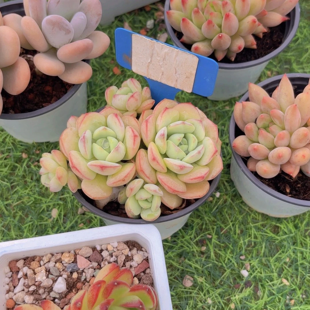 s***k我的小可爱们都好可爱