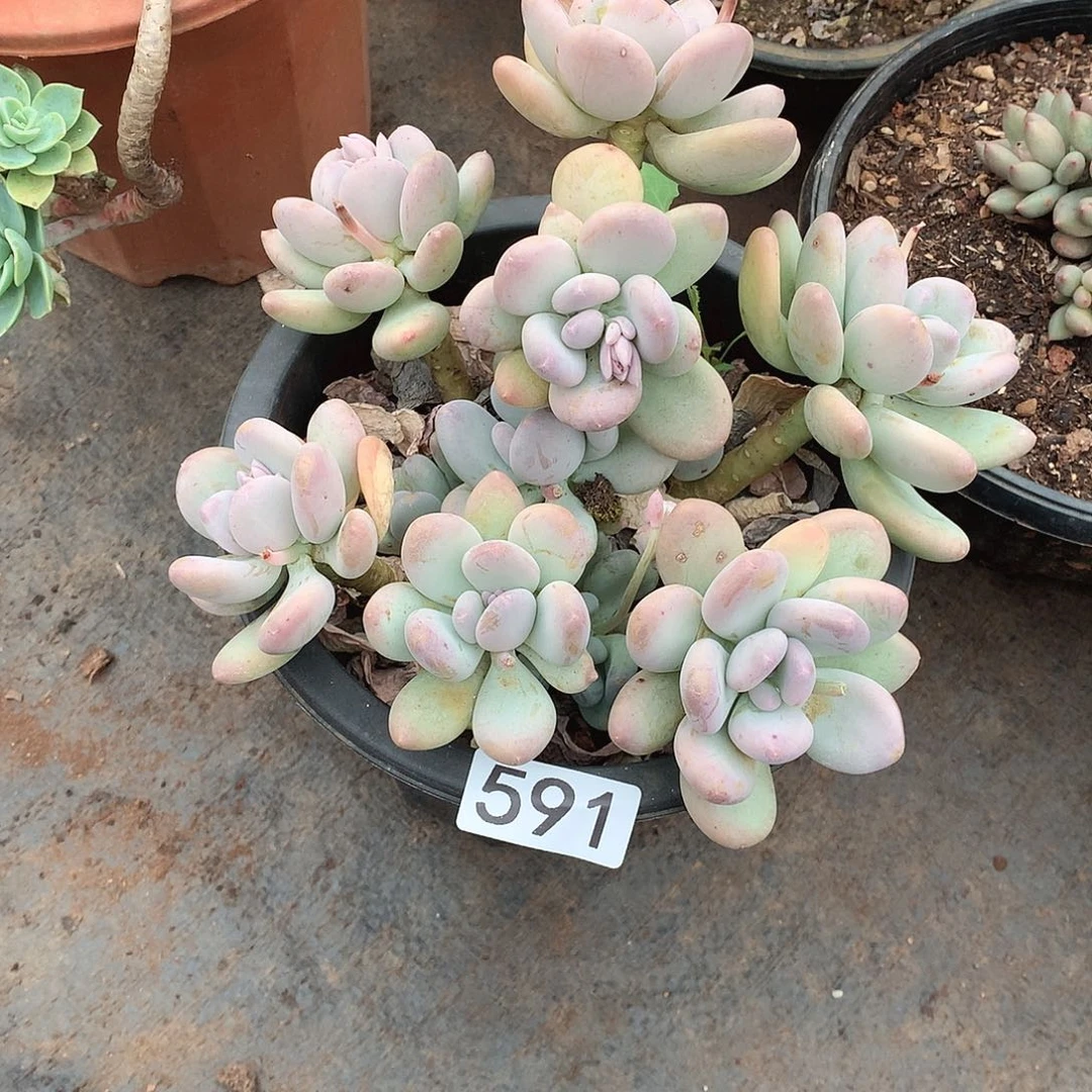 591奶杂 一物一拍多肉