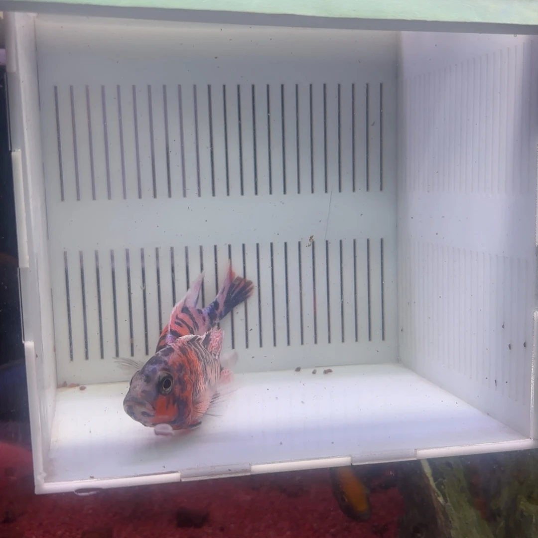 慈鲷鱼直播46号2条