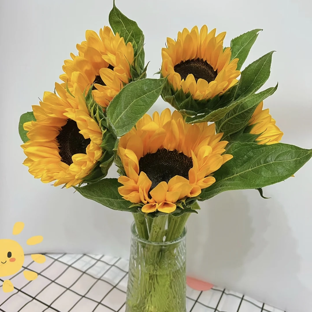 鲜花 10支向日葵 鲜花批发不售后介意勿拍