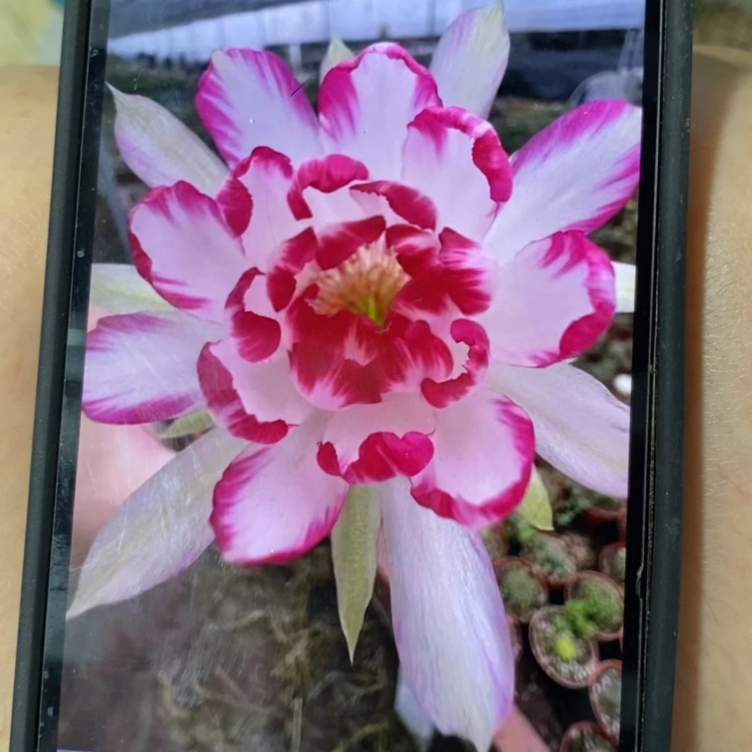 粉荷花丽花母本绣谱一个