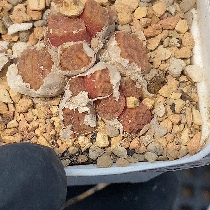 小**呀桃喜花园0524-19烧卖