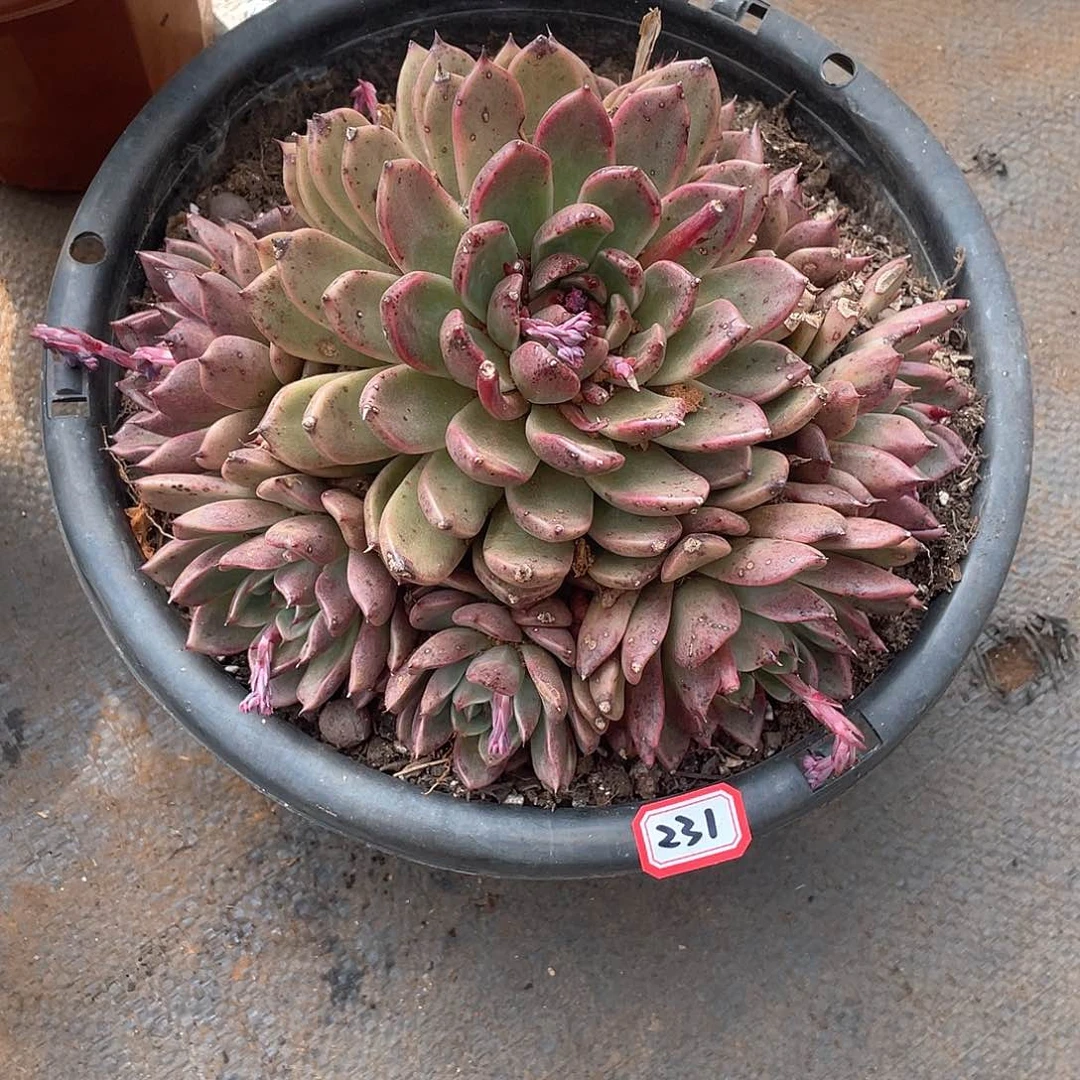 231黑水晶 一物一拍多肉