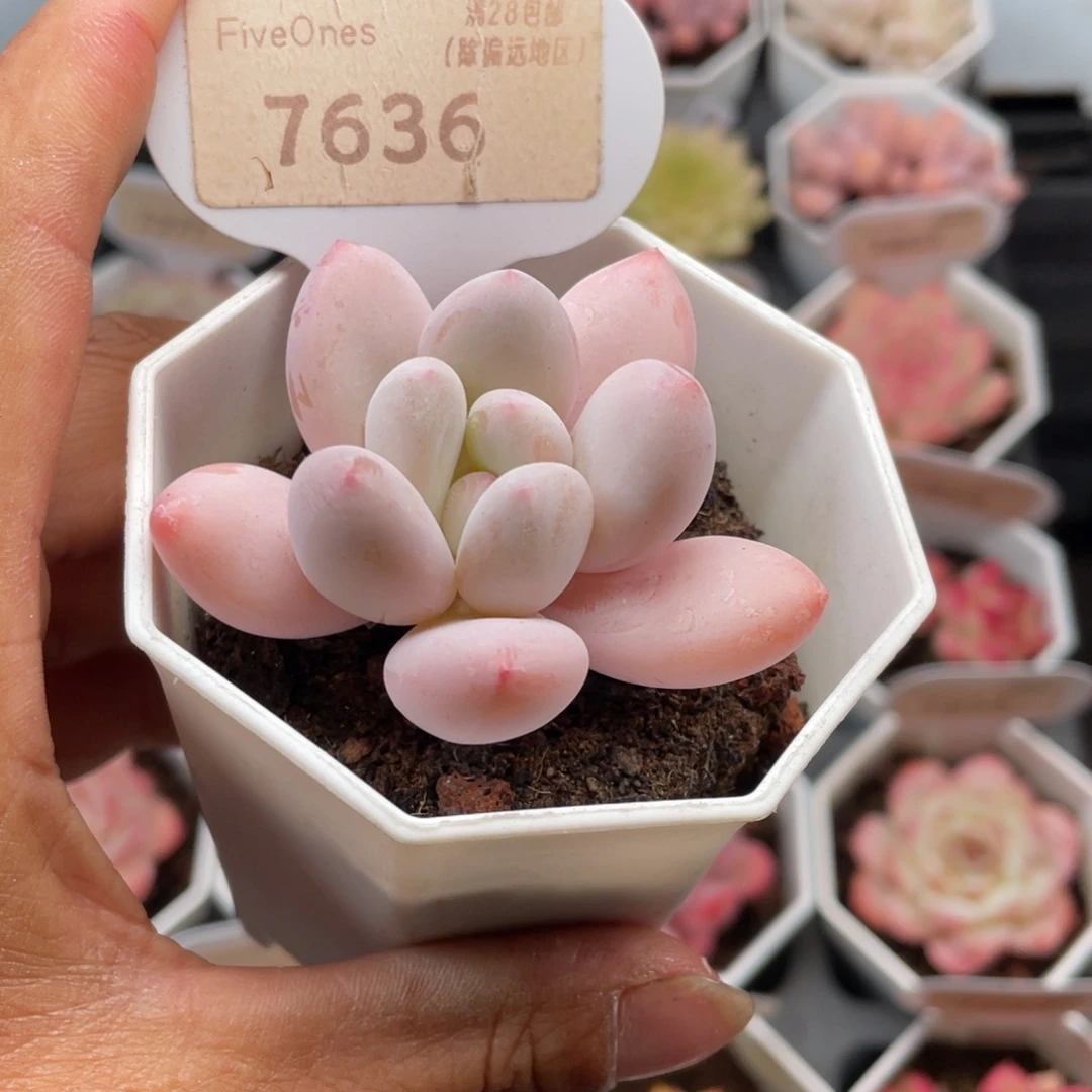 香水7636-5.5厘米