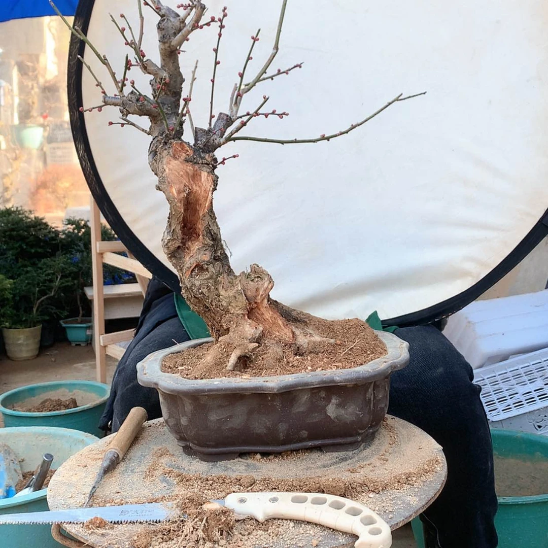 【闪购商品】梅花渔村小鱼家