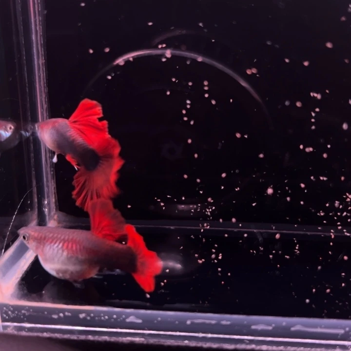 孔雀鱼爆绒折扇短球1对