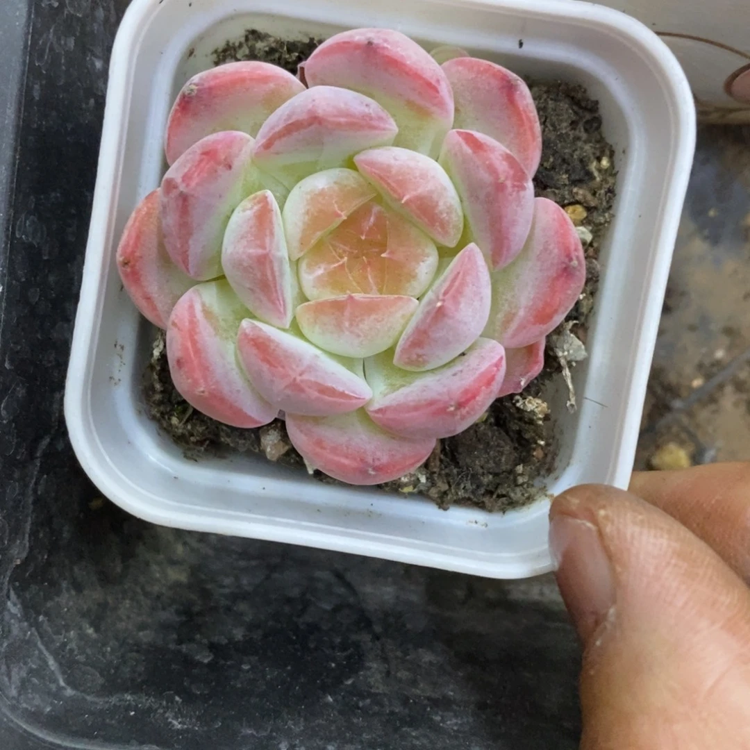 精品多肉一物一拍不包整261