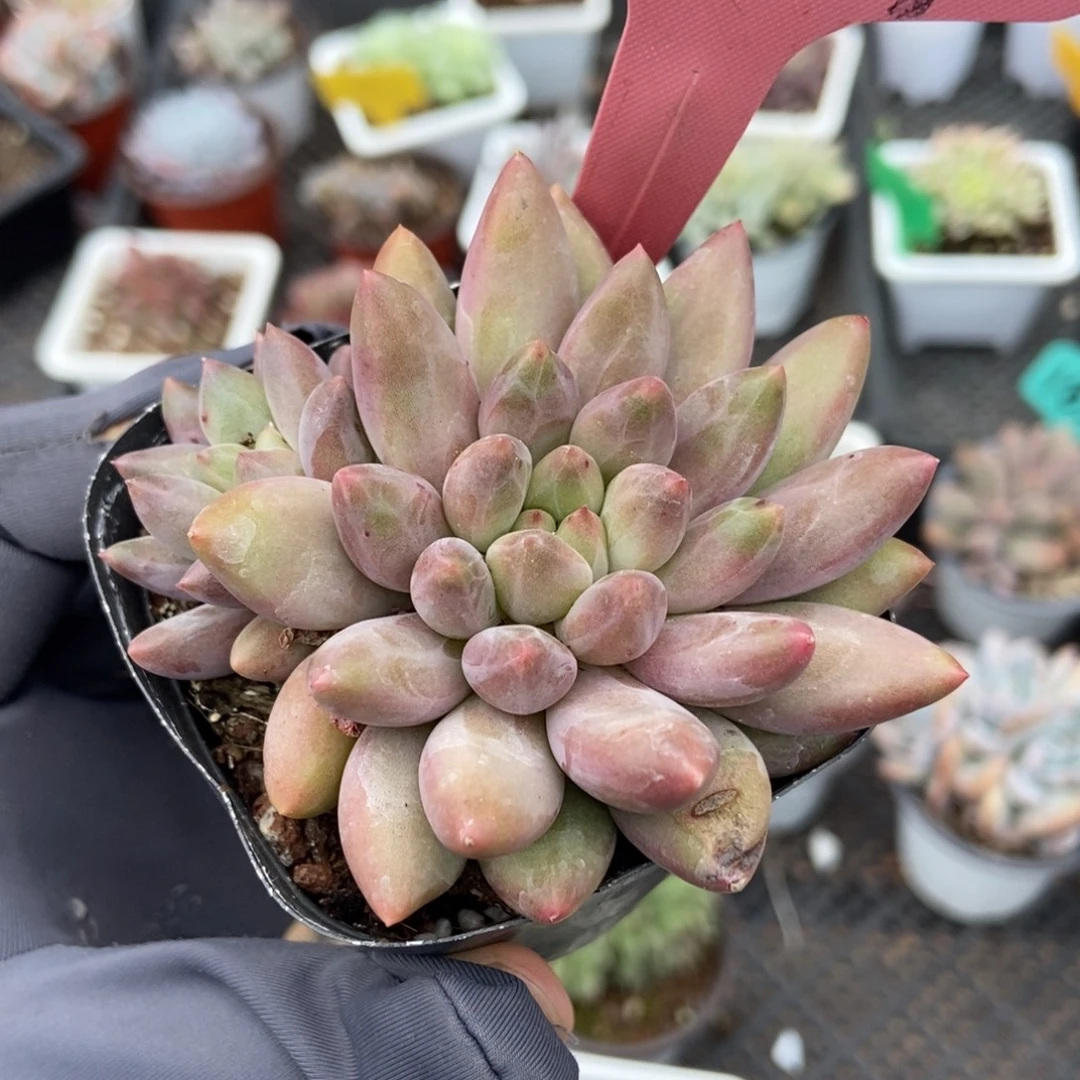 1419水晶球多肉植物