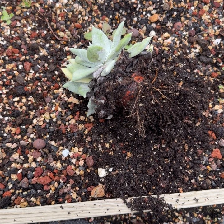 子***华牡丹苹果叶仙女杯