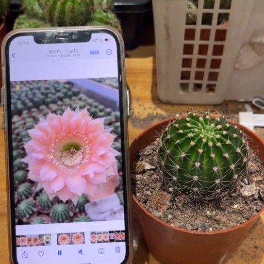 露露粉黛佳人6公分左右带根