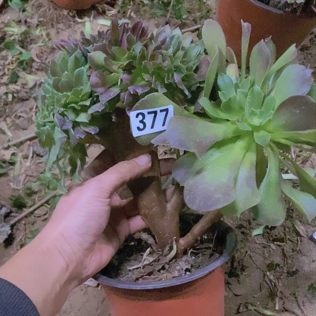 377玫瑰法师缀老板子法师缀