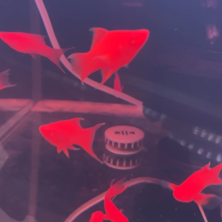 红剑鱼燕尾红箭3条