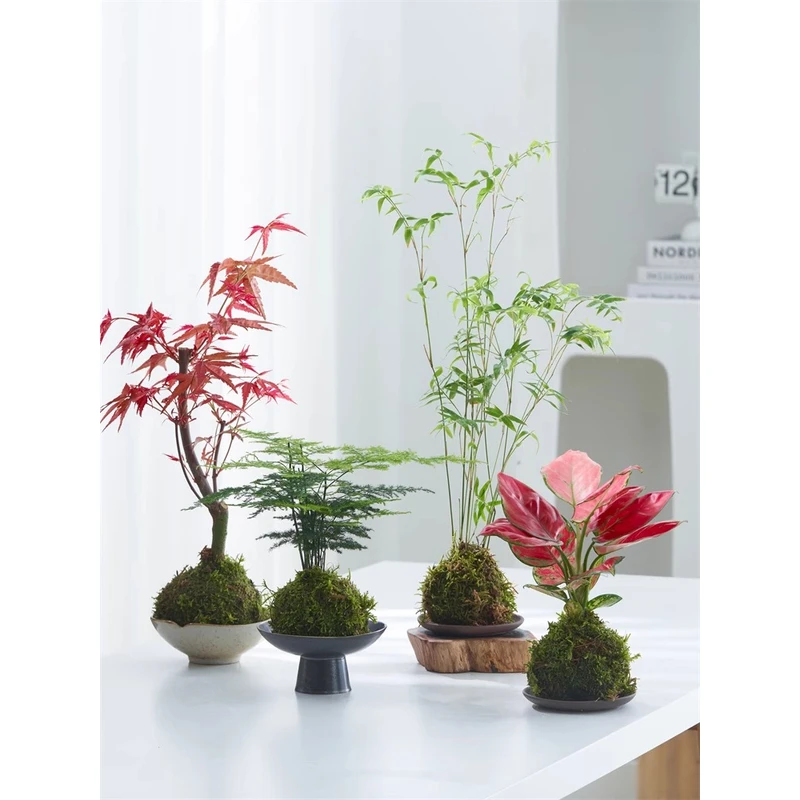 苔藓球植物懒人水养水培盆栽日式苔玉花叶络石墨西哥铁桌面小盆栽