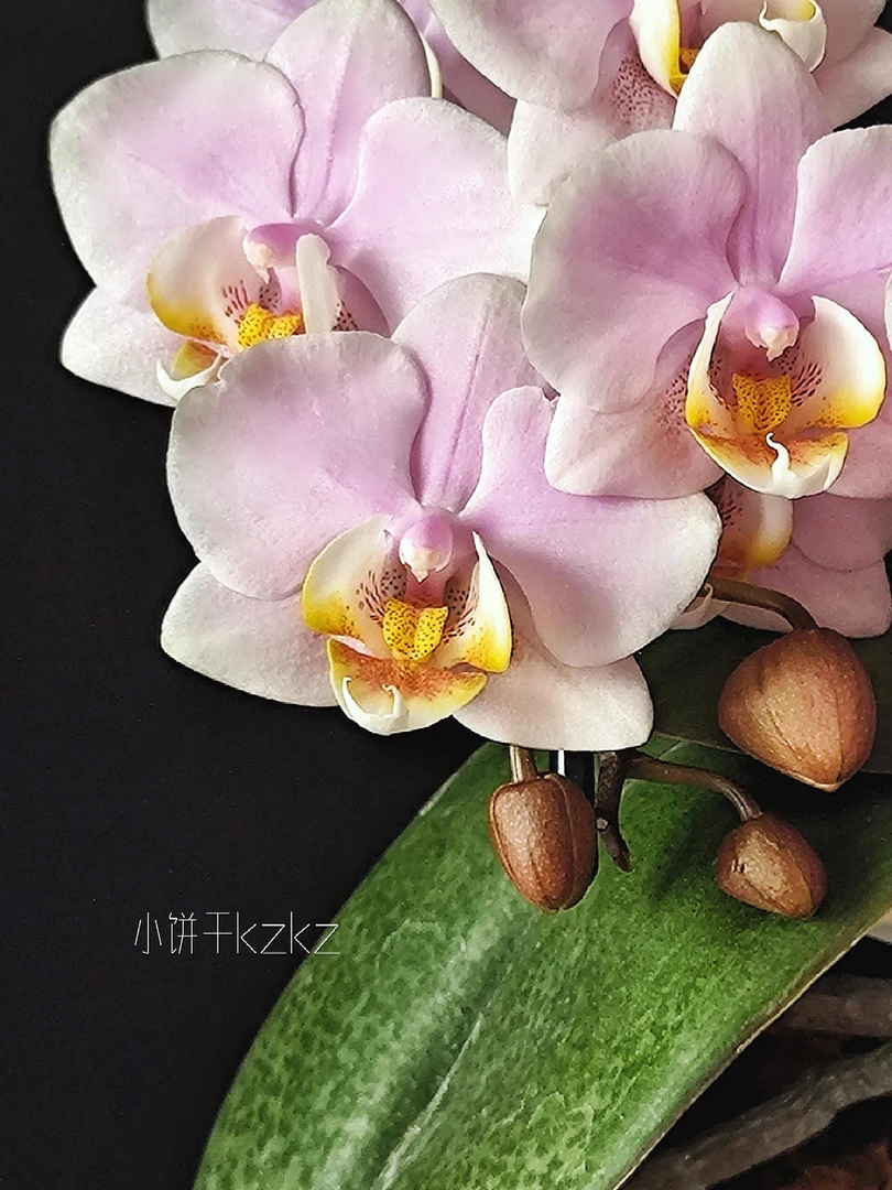 《槟榔西施》蝴蝶兰花苗盆栽花卉桌面植物阳台