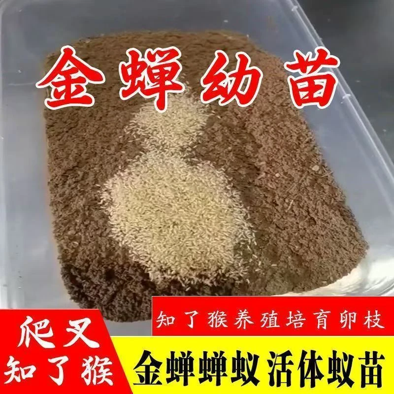 金蝉养殖幼苗活知了猴种幼苗爬叉蝉蚁卵金蝉种孵化基地养殖苗批发
