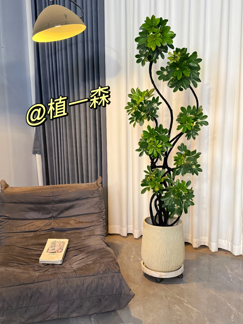 【鸭脚木】吸甲醛老桩盆栽造型富贵绿植落地真花鸭掌木室内外植物