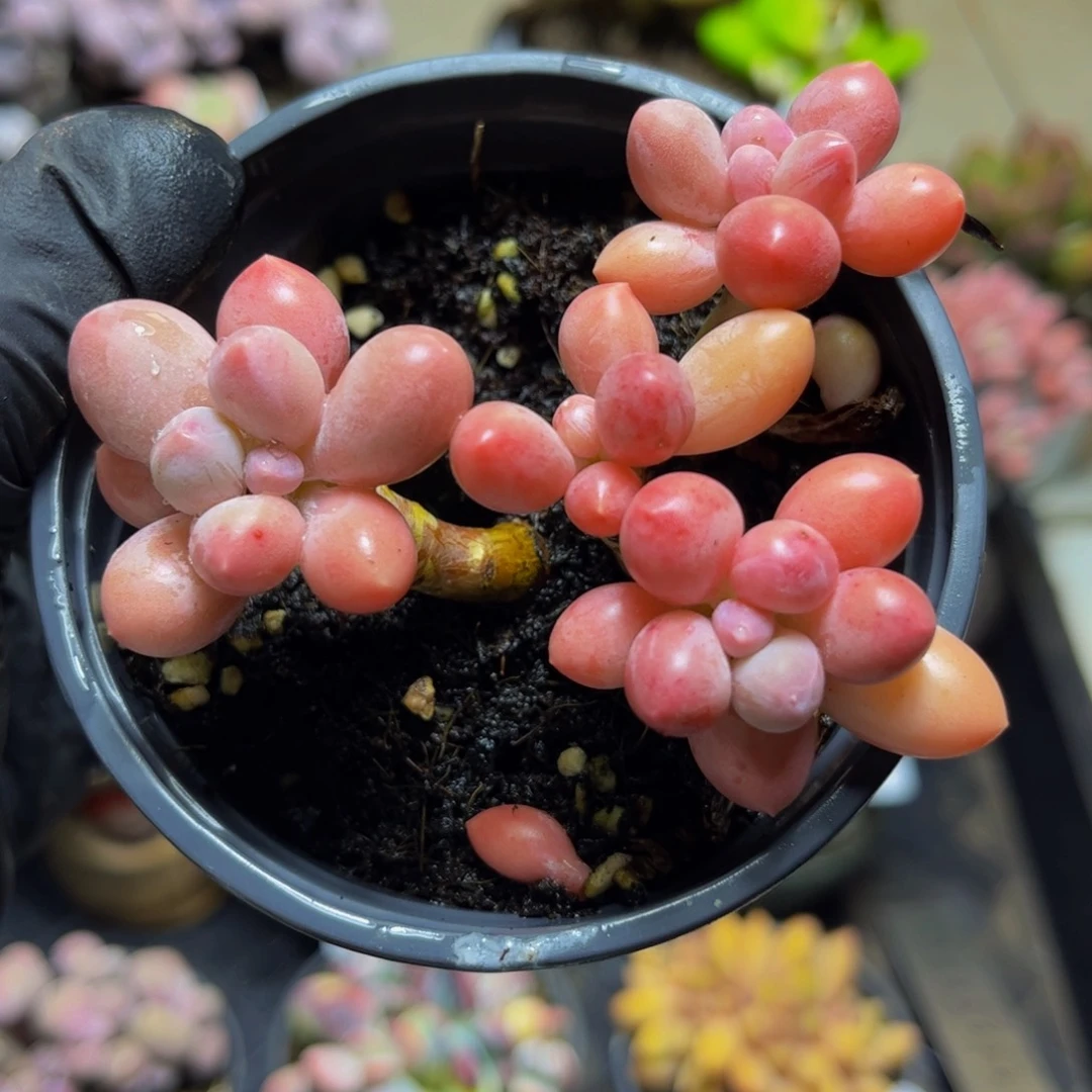 103黄金香水手指奶酪8厘米多肉