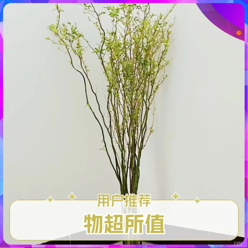 龙柳鲜枝水培植物好养易活室内办公室客厅家庭鲜花小绿植雪柳调香