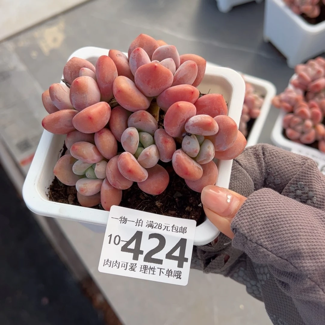 红洛神多肉多肉多肉多肉