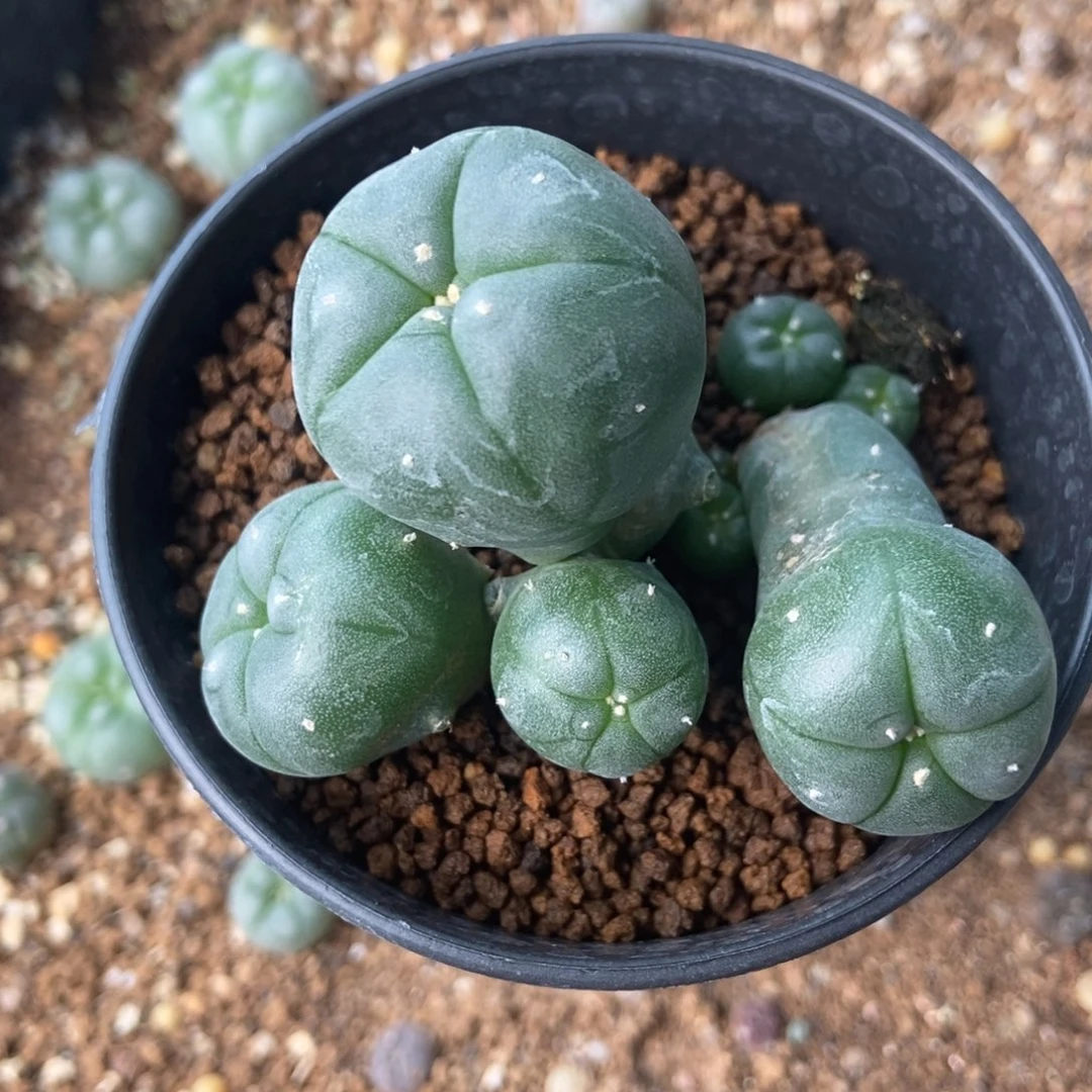 子吹无刺仙人球开花了