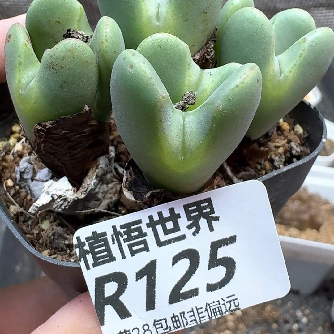 多肉W的润泽的润泽之