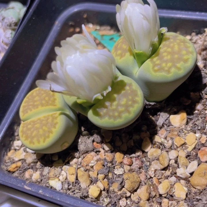 88999998895885885544