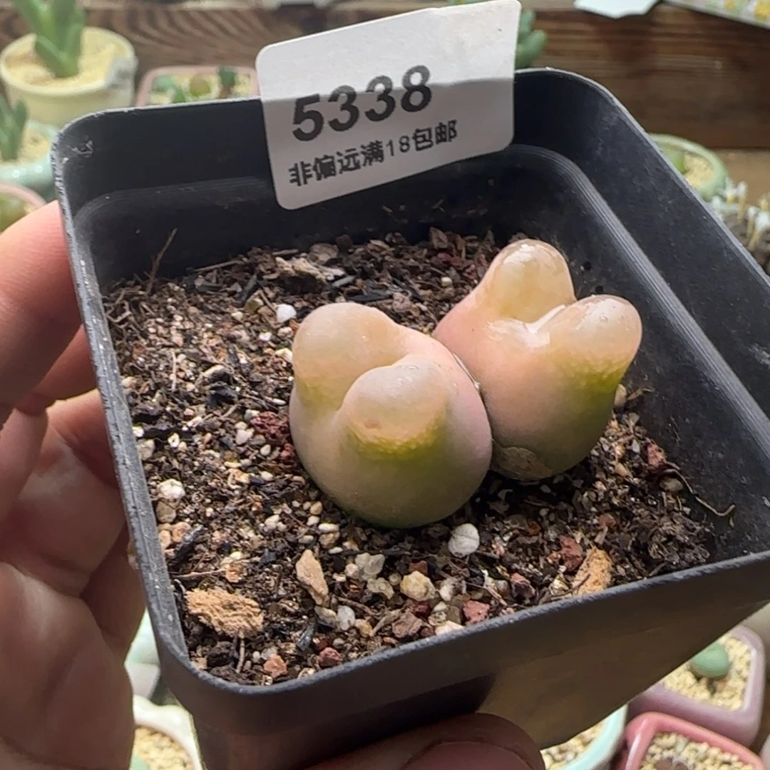 瑶***瑶5338-一物一拍 带盆粉