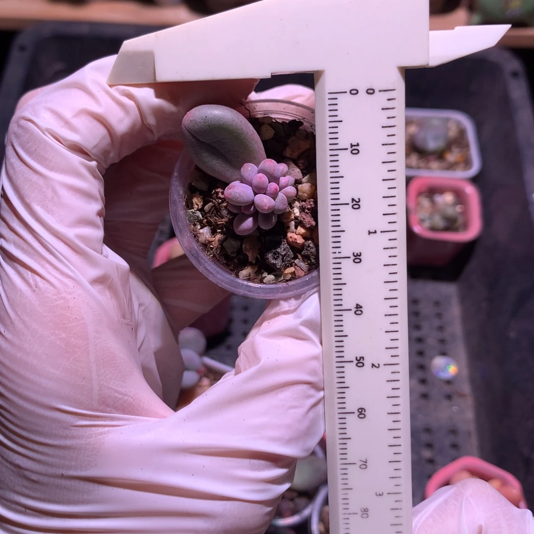 奶酪多肉韩国彩虹奶酪