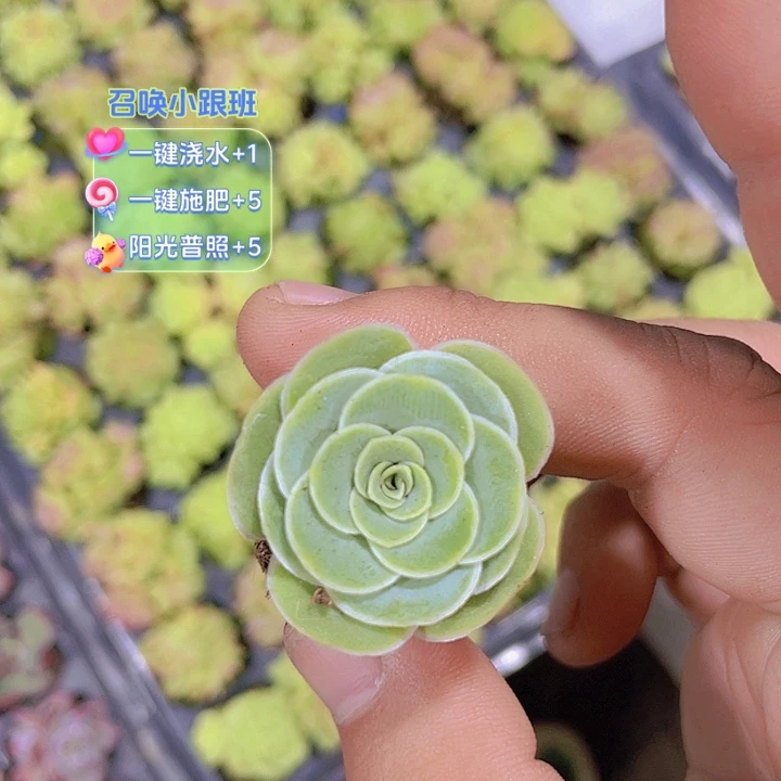 酒杯玫瑰【满10颗包邮】