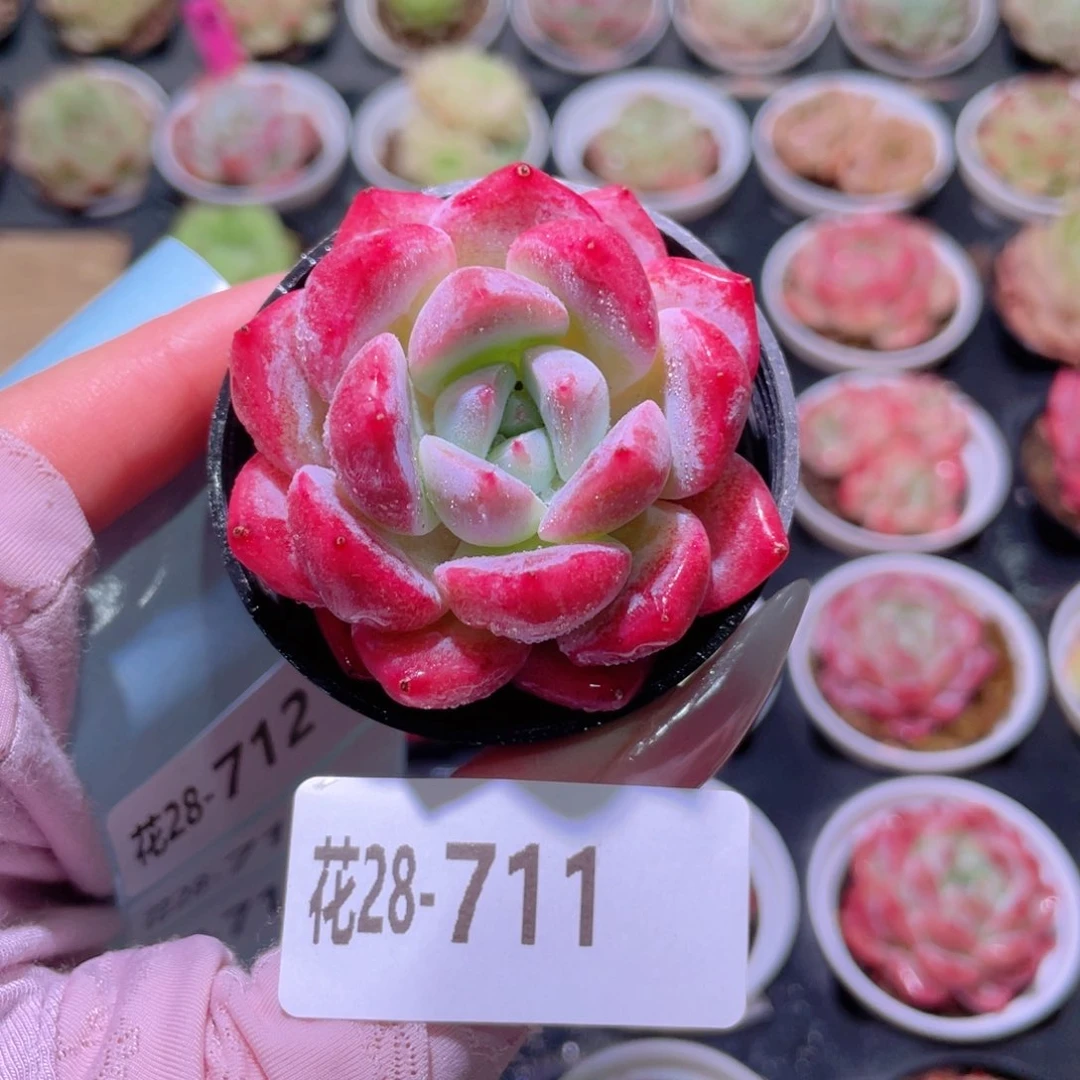 花利美28-711新品