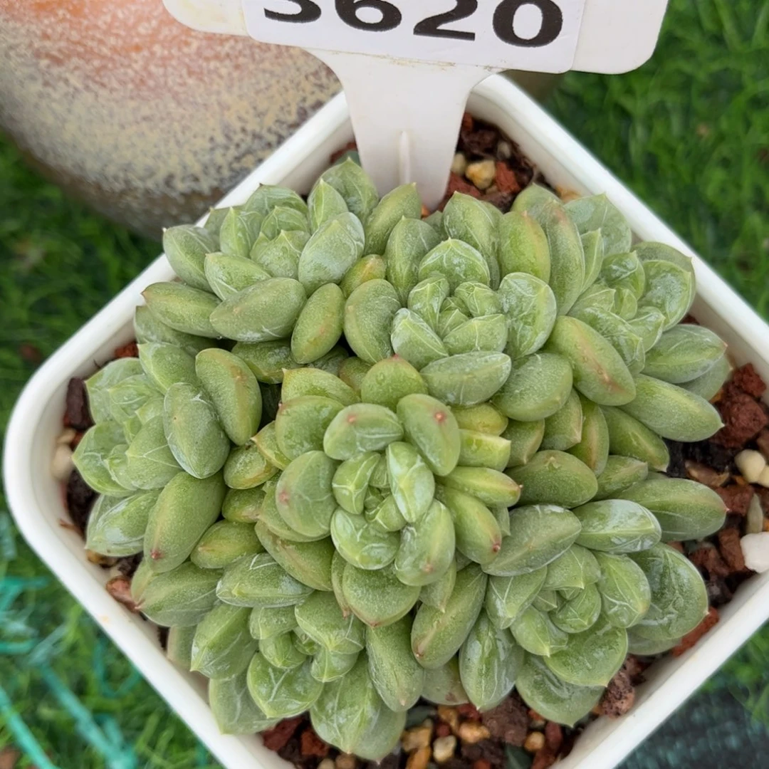 多肉植物3620 一定要拍个冷链哦