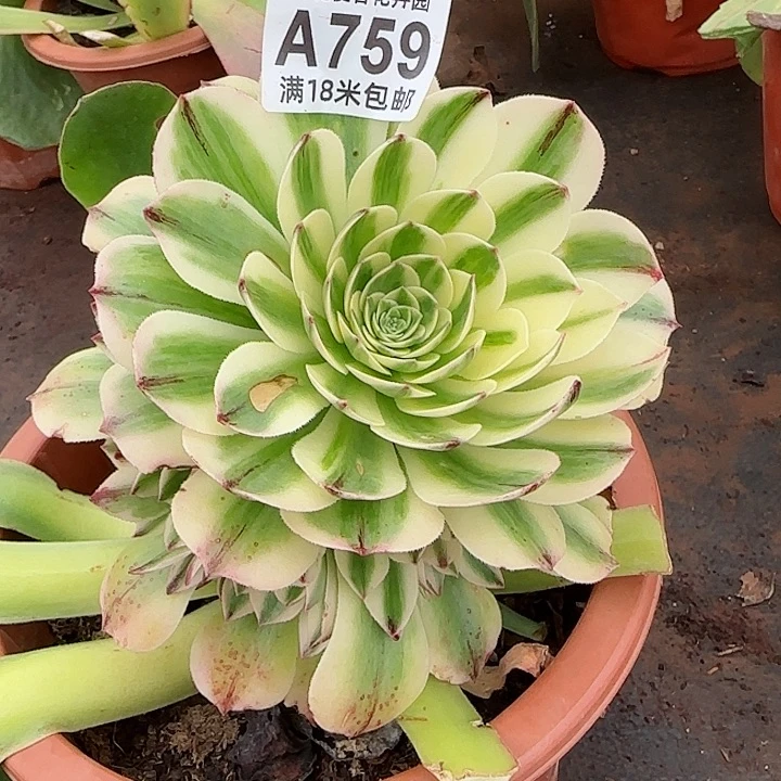 多肉法师伊丽莎白