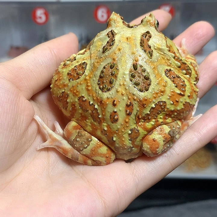 角蛙1948福利大原色6.7厘米