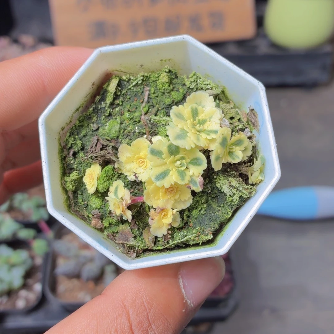 亚特兰蒂斯锦多肉9.9包邮发货