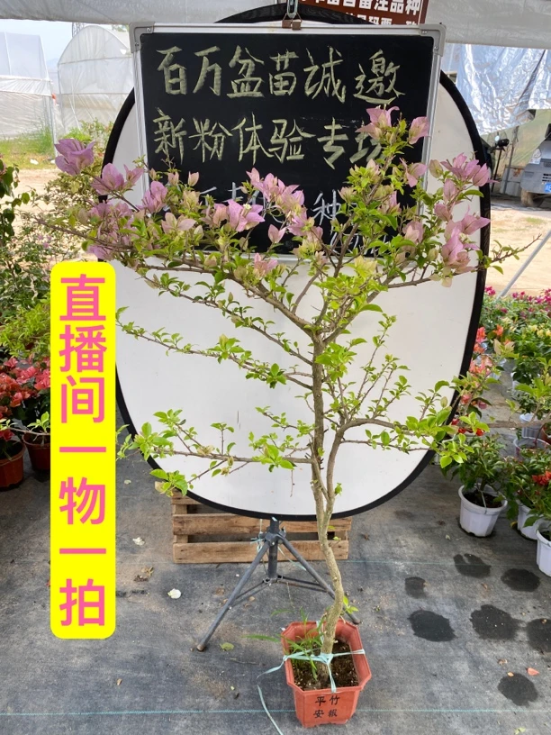 一物一拍三角梅四季勤花品种爬藤飘枝庭院喜阳红粉白紫黄橙绿