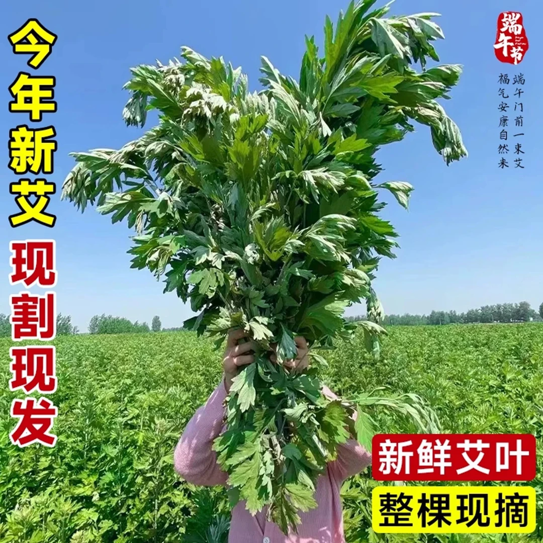 新鲜艾草整颗全株端午节挂门窗驱蚊及产后泡澡泡脚（拍10送10）