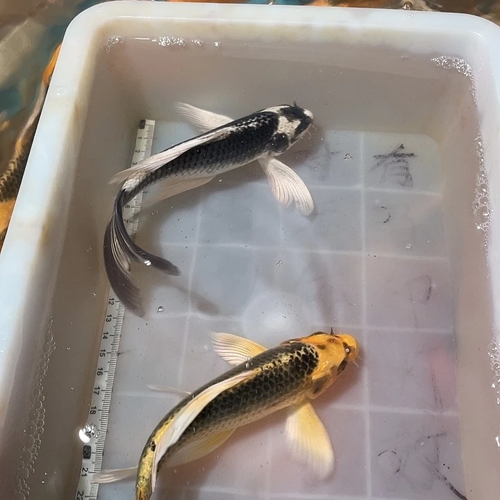 蝴蝶鲤鱼渔场直发13