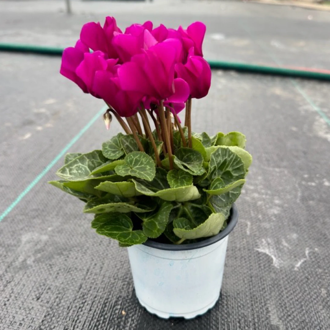【一代仙客来】（紫焰）微型带花带花苞发货适合室内阳台