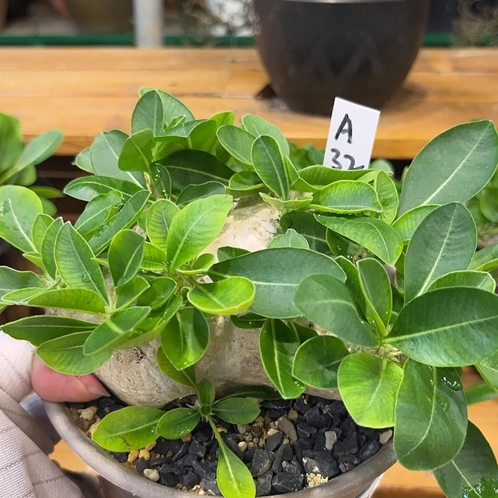 汤圆植物惠比须笑A32