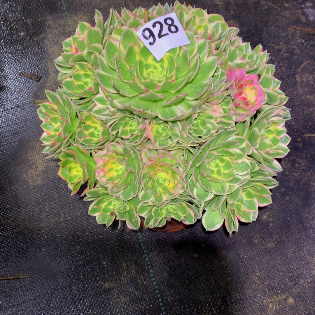 法师多肉植物926海仙