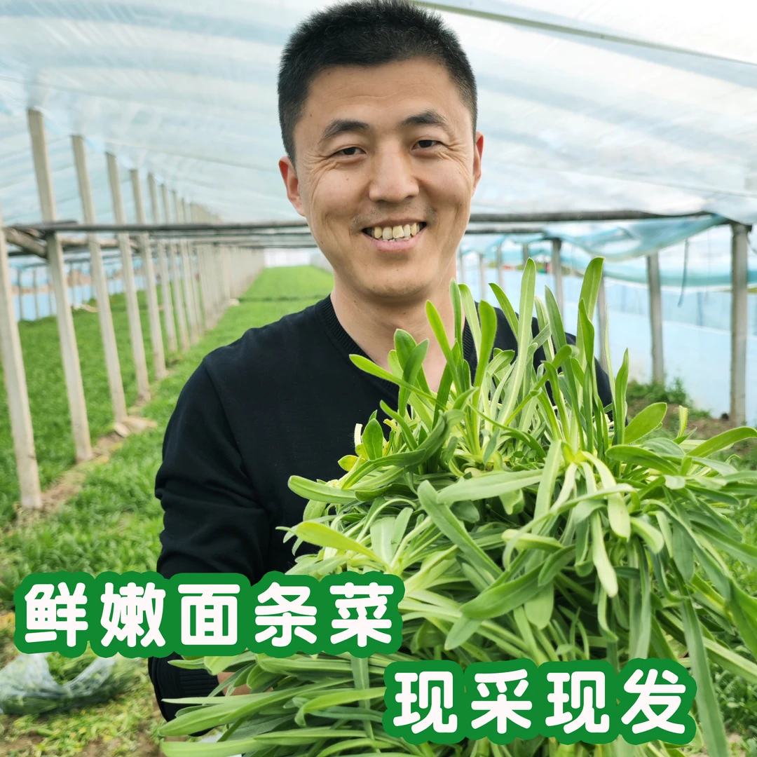 农家新鲜面条菜鲜嫩面条菜荠菜羊蹄子颗面条颗野菜半成品现挖现发