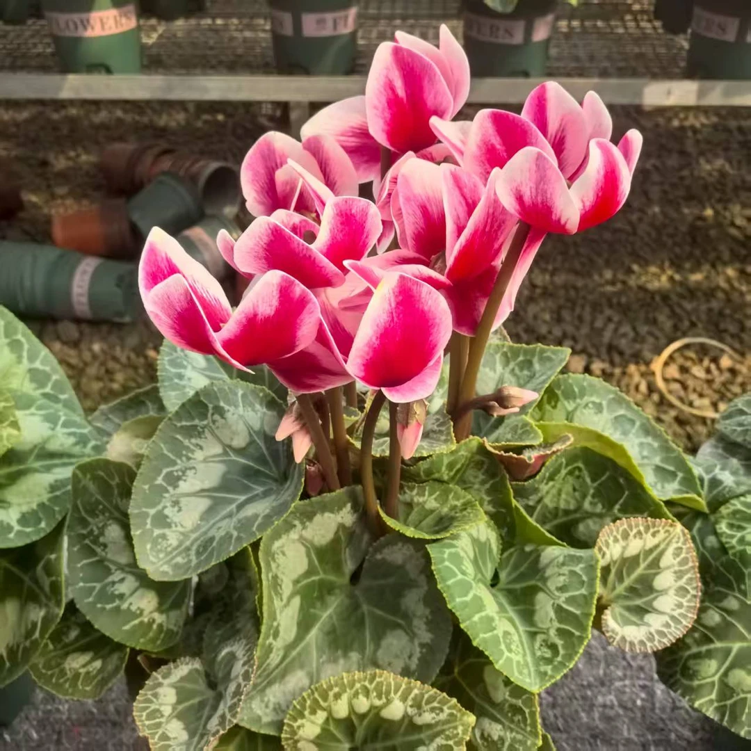 【红梦幻】一代仙客来带花带花苞原盆原土发货好养易活室内盆栽