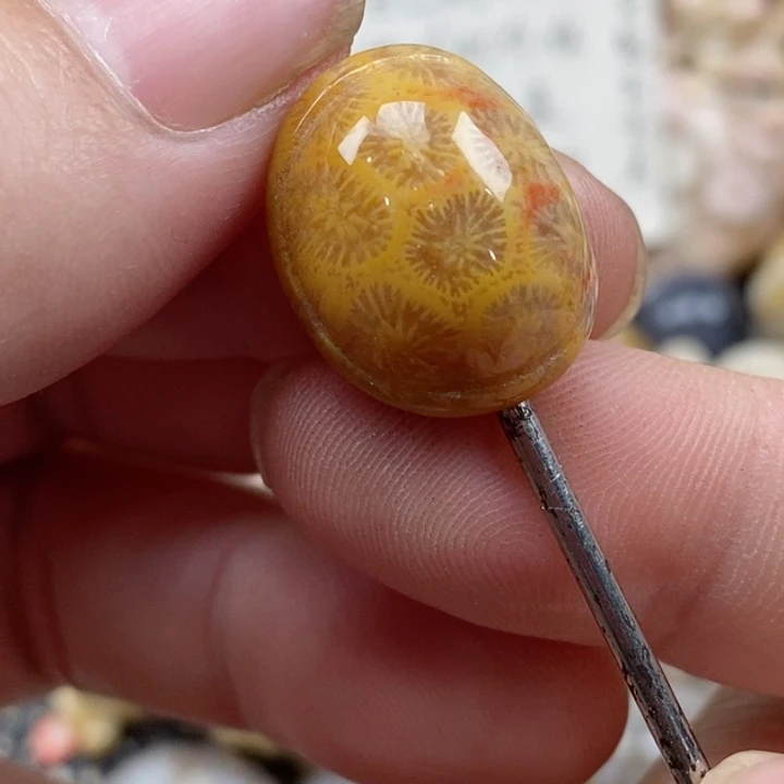 颈饰未镶嵌硅化珊瑚（珊瑚玉）