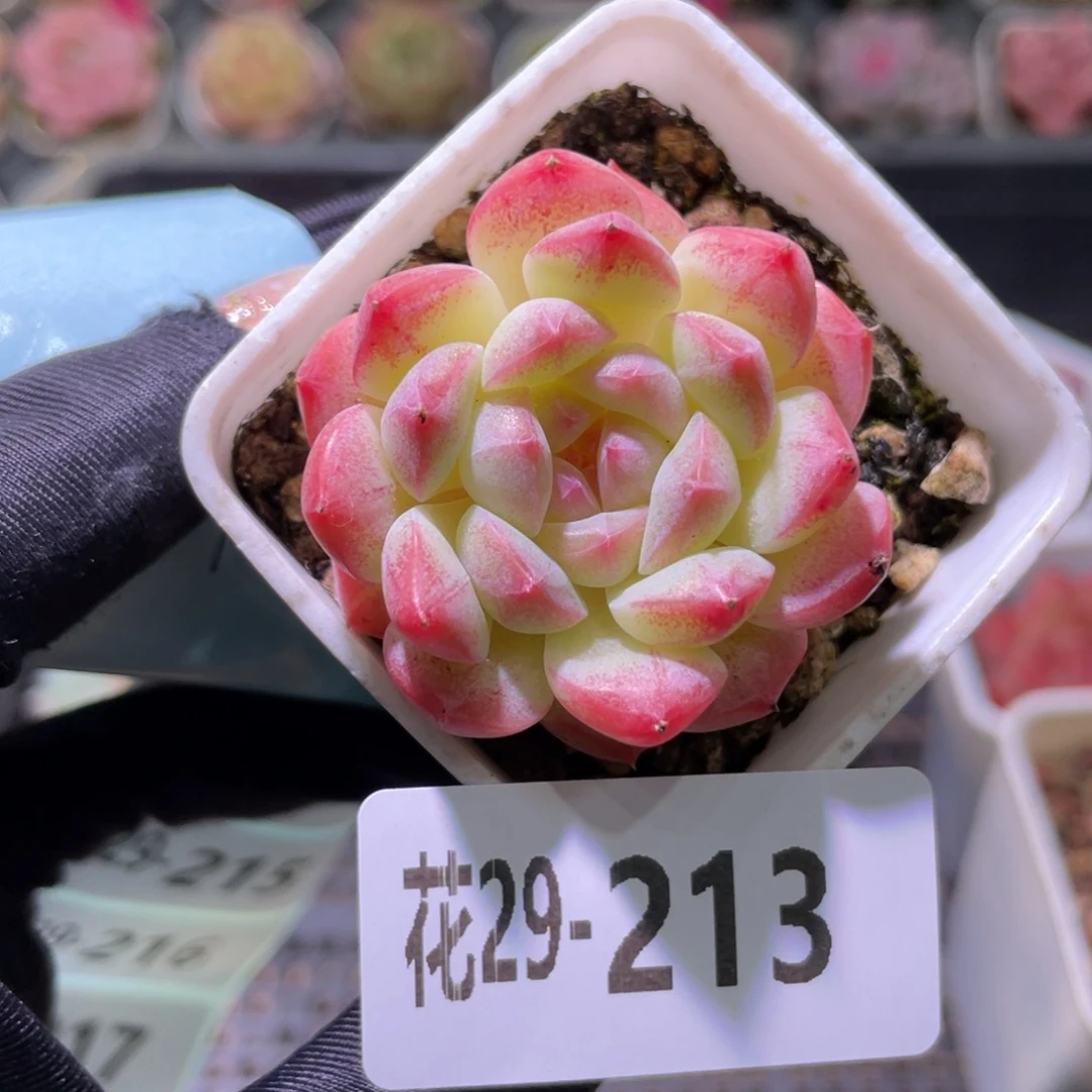 花利美29-213白桃汽水