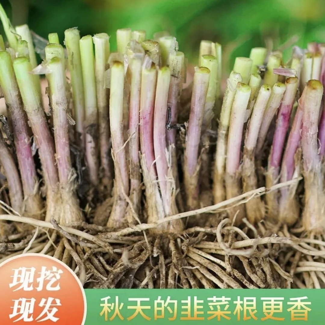 【当年新根】独根红韭菜根苗紫根宽叶韭菜现挖现发盆栽地栽皆可