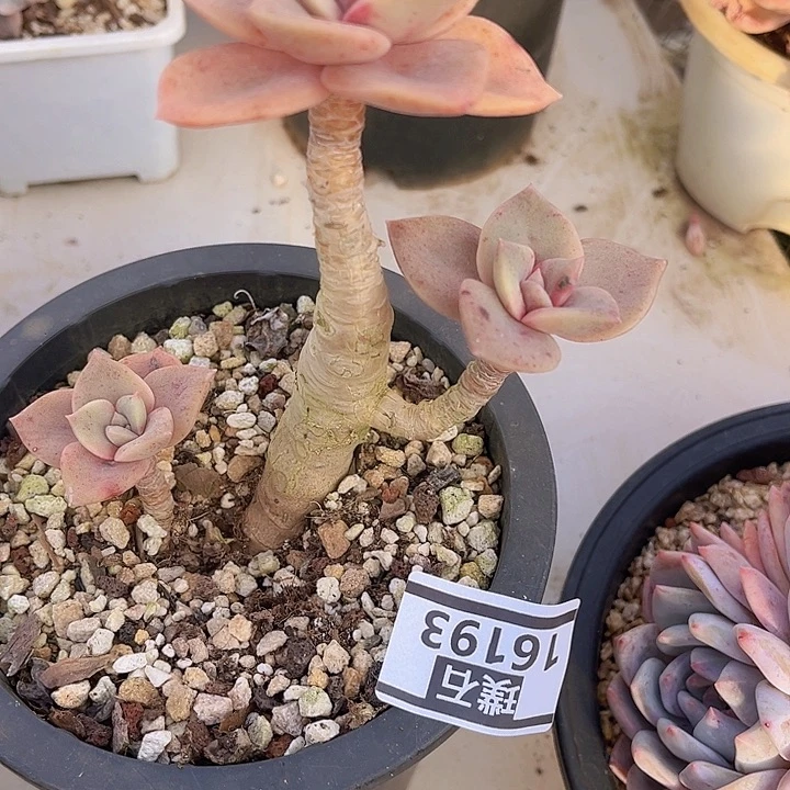 旭鹤26193多肉植物